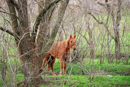 Огненная Лошадь — полная характеристика символа 2026 года - «Новости»
